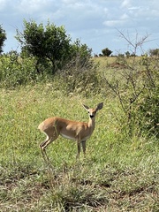 Raphicerus campestris