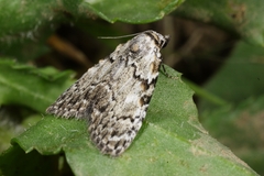Meganola strigula