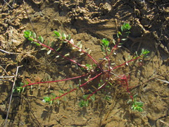 Lythrum hyssopifolia