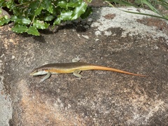 Trachylepis margaritifera