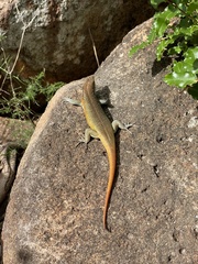 Trachylepis margaritifera