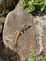 Trachylepis margaritifera