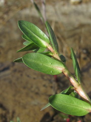 Lythrum hyssopifolia