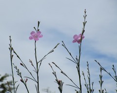 Agalinis linifolia