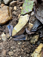 Clinotarsus curtipes