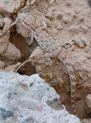 Gekkota