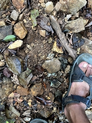 Clinotarsus curtipes