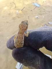 Gekkota