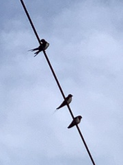 Hirundo rustica rustica