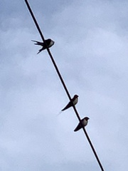 Hirundo rustica rustica