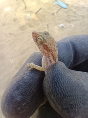 Gekkota
