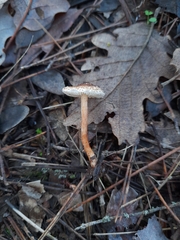 Lepiota castanea