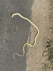 Psammophis mossambicus