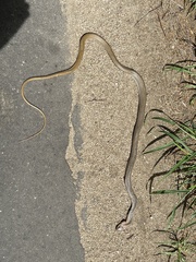 Psammophis mossambicus
