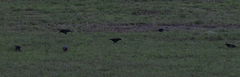 Molothrus oryzivorus