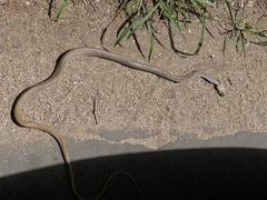 Psammophis mossambicus