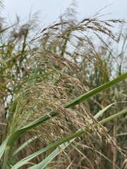 Phragmites karka