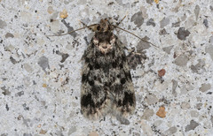 Barea subviridella