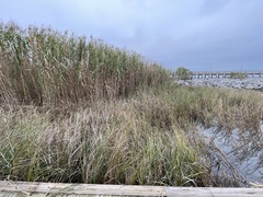 Phragmites karka