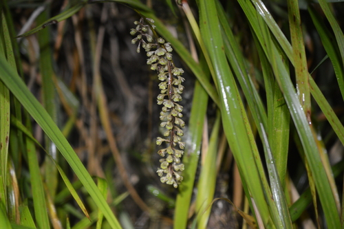 Epidendrum lirion Hágsater & Dodson