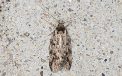 Barea turbatella
