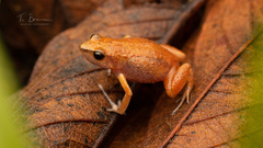 Arthroleptis xenodactyloides