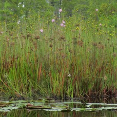 Agalinis linifolia