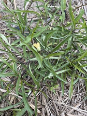 Physalis angustifolia