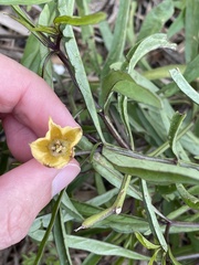 Physalis angustifolia