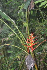 Heliconiaceae