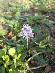 Hyacinthoides lingulata