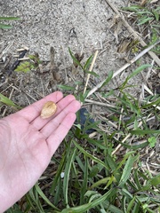 Physalis angustifolia