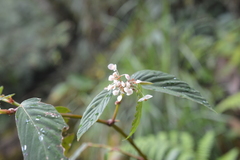 Begonia peruviana