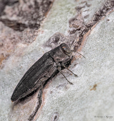 Agrilus