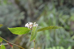 Begonia peruviana