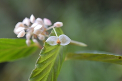 Begonia peruviana