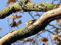 Certhia brachydactyla