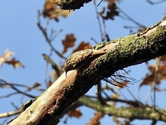 Certhia brachydactyla
