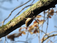 Certhia brachydactyla