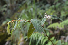 Begonia peruviana
