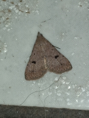 Bleptina caradrinalis