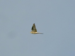 Falco tinnunculus tinnunculus