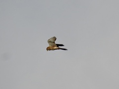 Falco tinnunculus tinnunculus