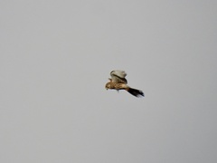 Falco tinnunculus tinnunculus