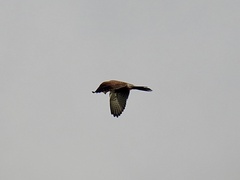 Falco tinnunculus tinnunculus