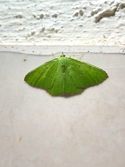 Ornithospila submonstrans