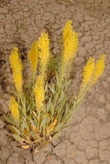 Stanleya pinnata integrifolia