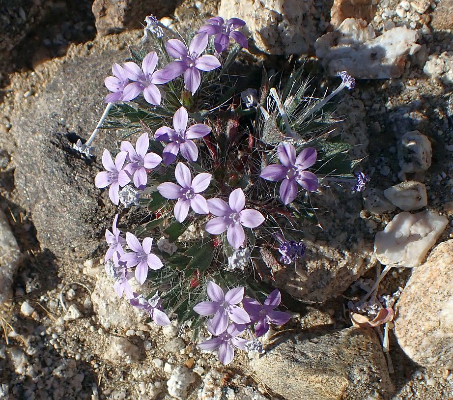 Langloisia setosissima ssp. setosissima