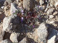 Langloisia setosissima setosissima