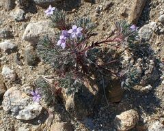 Langloisia setosissima setosissima